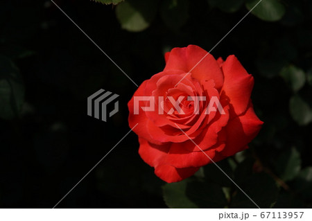 満開の薔薇 アーティストリー 67113957