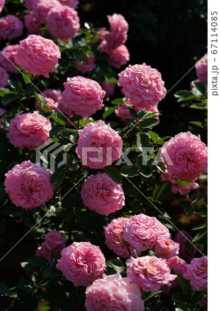 満開の薔薇 アシュリーの写真素材