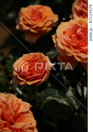 満開の薔薇 アシュラム 67114578