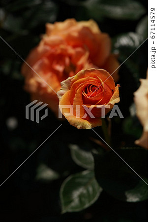 満開の薔薇 アシュラム 満開の薔薇 アシュラム 67114579