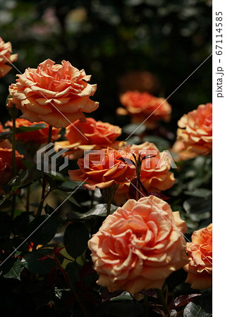 満開の薔薇 アシュラム 67114585