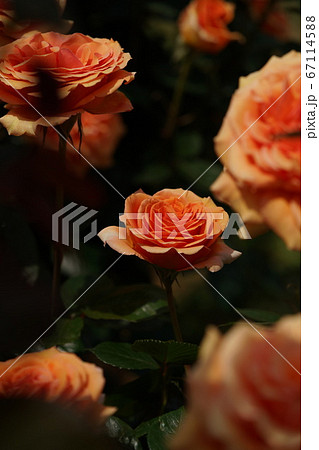 満開の薔薇 アシュラム 満開の薔薇 アシュラム 67114588