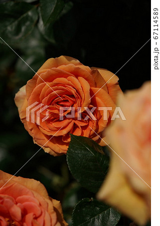 満開の薔薇 アシュラム 満開の薔薇 アシュラム 67114589