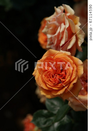 満開の薔薇 アシュラム 満開の薔薇 アシュラム 67114590