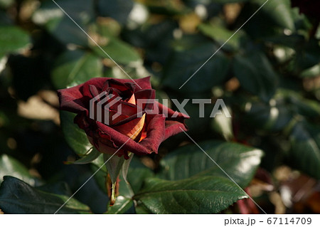 満開の薔薇 ブラックゴールド 67114709