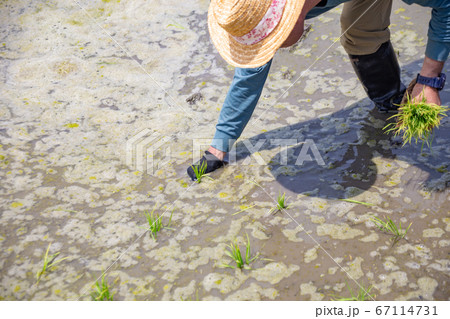 田植えをする男性 田植えをする男性 67114731