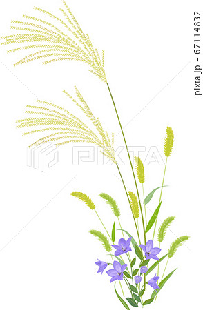 すすきと桔梗のイラスト素材