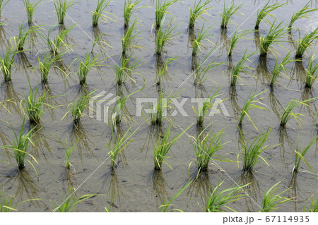 田植え後、少し成長してきた水田の稲 田植え後、少し成長してきた水田の稲 67114935
