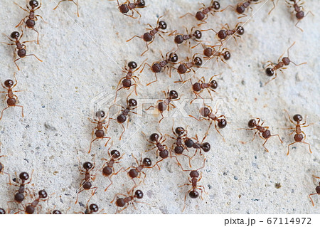 行列を作って大移動するアリの集団 行列を作って大移動するアリの集団 67114972