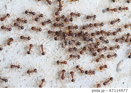 行列を作って大移動するアリの集団の写真素材