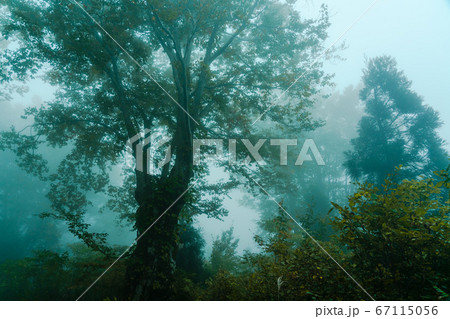 深い霧に包まれる秋の森 深い霧に包まれる秋の森 67115056
