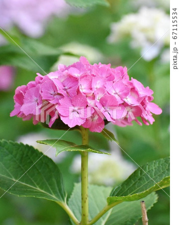ピンクの紫陽花 ピンクの紫陽花 67115534