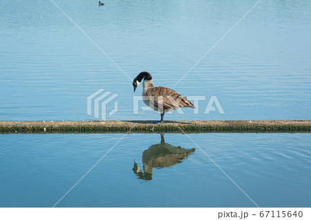 Canada goose, Branta canadensis. A big duck like bird. Reflection in the water. Blue water background Canada goose, Branta canadensis. A big duck like bird. Reflection in the water. Blue water background 67115640