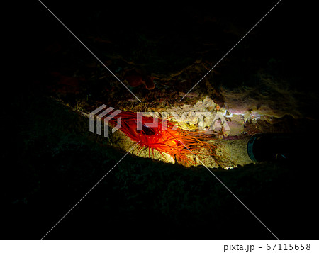 Electric Clam or Ctenoides ales in a lit-up cave with a black background. Puerto Galera tropical coral reef, Philippines. Other common names are electric flame scallop, disco scallop, and disco clam Electric Clam or Ctenoides ales in a lit-up cave with a black background. Puerto Galera tropical coral reef, Philippines. Other common names are electric flame scallop, disco scallop, and disco clam 67115658