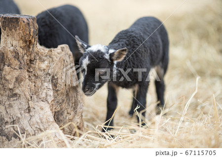 Image of young lamb on a green grass during sunset Image of young lamb on a green grass during sunset 67115705