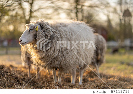 Image of sheep on the coutry side farm during 67115715