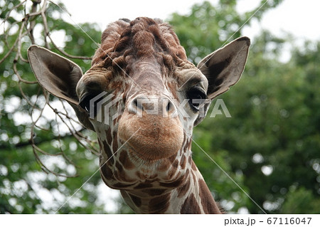 溢れ出るドヤ顔 溢れ出るドヤ顔 67116047