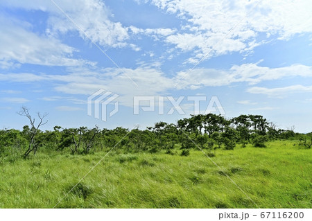 釧路湿原温根内木道からの湿原 67116200
