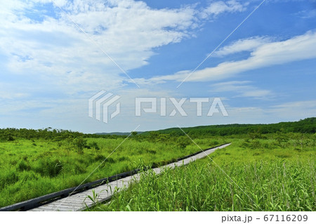 釧路湿原温根内木道からの湿原 釧路湿原温根内木道からの湿原 67116209
