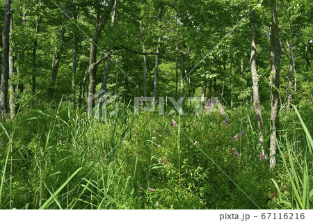 釧路湿原温根内木道からのハンノキ林にホザキシモツケ 67116216