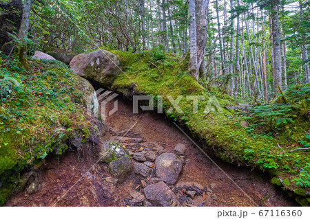 山梨(長野)の前国師岳と北奥千丈岳の中間地点の苔むした登山道 山梨(長野)の前国師岳と北奥千丈岳の中間地点の苔むした登山道 67116360