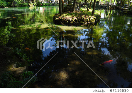出流原弁天池　木陰の水面　鯉 67116650
