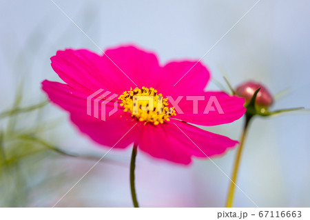 秋のイメージ コスモス こすもす 秋桜 コスモスの写真素材