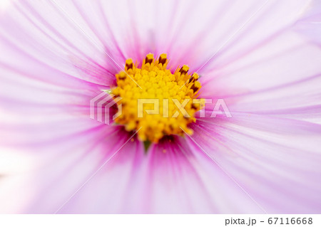 秋のイメージ コスモス こすもす 秋桜 コスモスの写真素材