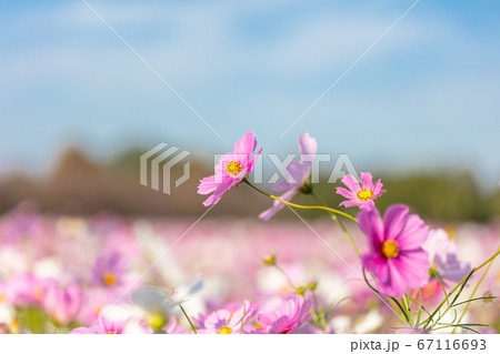秋のイメージ コスモス こすもす 秋桜 コスモスの写真素材