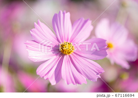 秋のイメージ コスモス こすもす 秋桜 コスモスの写真素材