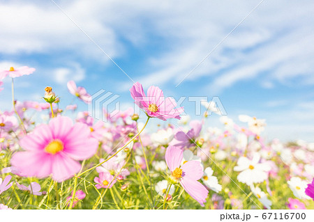 秋のイメージ コスモス こすもす 秋桜 コスモスの写真素材