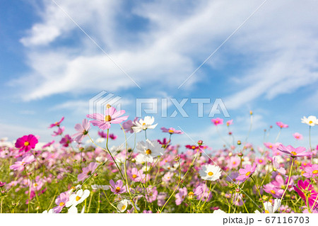 秋のイメージ コスモス こすもす 秋桜 コスモスの写真素材