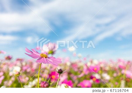 秋のイメージ コスモス こすもす 秋桜 コスモスの写真素材