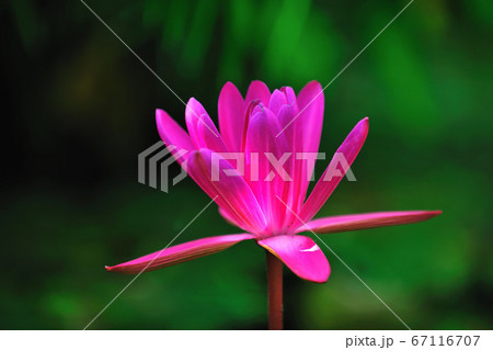 睡蓮 スイレン 水連 67116707