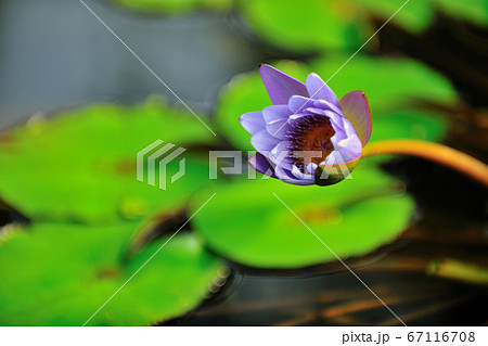 睡蓮 スイレン 水連 67116708