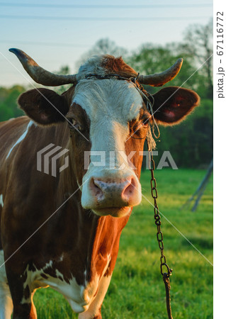 Cow strapped to a leash grazes in a meadow, a 67116772