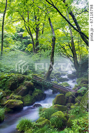 大山 木谷沢渓流の朝霧 大山 木谷沢渓流の朝霧 67116798