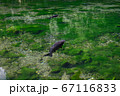 出流原弁天池　水面　鯉 67116833