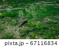 出流原弁天池　水面　鯉 67116834