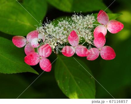 赤と白のガクアジサイ 赤白のグラデーションの花びら の写真素材