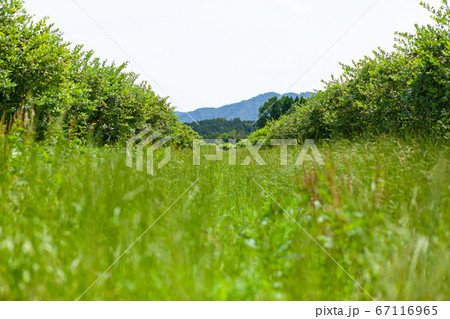 滋賀県高島市で田舎暮らし 滋賀県高島市で田舎暮らし 67116965