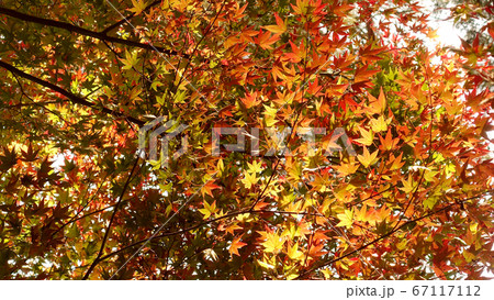 秋(紅葉) 秋(紅葉) 67117112
