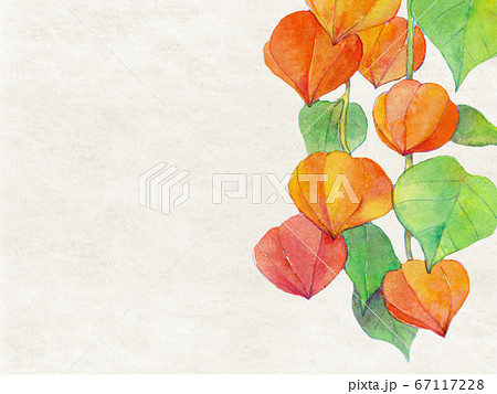ほおずき 水彩背景素材 日本の夏 ほおずき 水彩背景素材 日本の夏 67117228