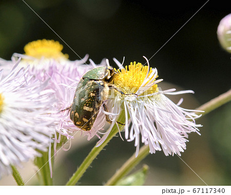 花粉大好き　コアオハナムグリ 67117340