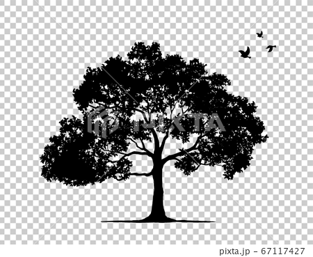 木と飛んでいる鳥のシルエットのイラスト素材 67117427 Pixta