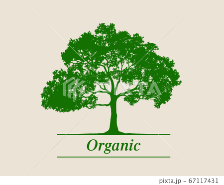 木のシルエットとオーガニック文字 木のシルエットとオーガニック文字 67117431