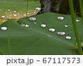 ハスの葉 67117573