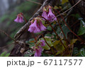 凛と咲く高山植物 67117577