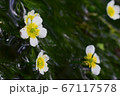 綺麗な川に咲く花 67117578