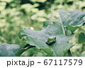擬態したかのようなカエルさん 67117579